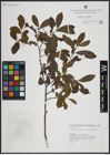Foto von Salix atrocinerea Brot.